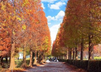 成美文化園絕美落羽松化身聖誕樹大道　大量泡泡噴出宛如置身童話世界