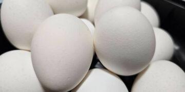 芬普尼問題蛋已售出…35家下游名單曝光