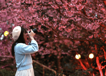 淡水天元宮2024花見櫻花季倒數 春節尾聲好去處