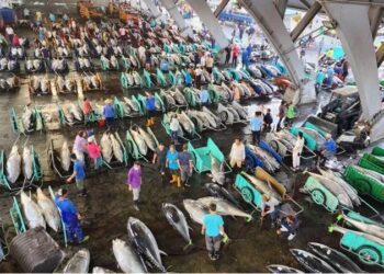 影音/綠營立委痛批以黑鮪跌價「誤導」民眾 蘇清泉重申解決問題