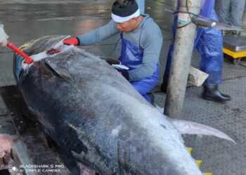 為漁業注入新活力　臺東捕獲第一黑鮪魚獎勵20萬