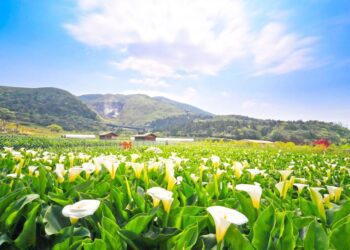 臺北特色農遊賞花趣!龍年走春 呼吸新鮮空氣