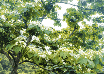 「食∞茶」搶先賞桐 新北市客家桐花祭賞桐小旅行報名熱烈