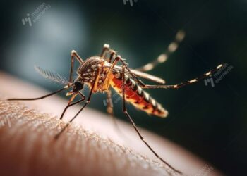 一鍵看懂｜屈公病是什麼？此「症狀」與登革熱不同　恐痛到無法行動