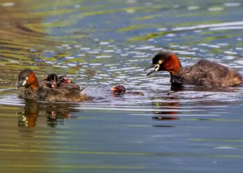 影音∕這裡有鳥事─優哉游哉 小鸊鷉家庭超幸福