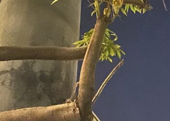 南市府前傳出豬屎味!?　原來是蘋婆開花飄異味