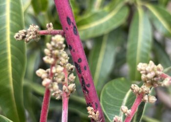 春暖乍寒連續降雨農　改場籲農加強芒果開花著果病蟲害防治