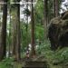 奔向阿里山雲霧茶鄉　2026茶香雲徑接力賽開放報名