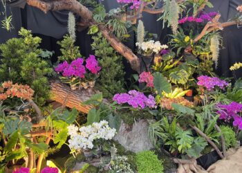 影音/花現田尾的美，植物產地市集