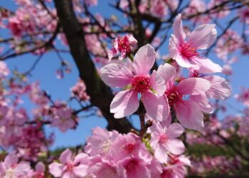 芝櫻醒春！新北三芝櫻花季　賞花健行迎新春