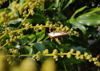 荔枝椿象密度升高 臺中農改場籲請農友待謝花著果後加強管理