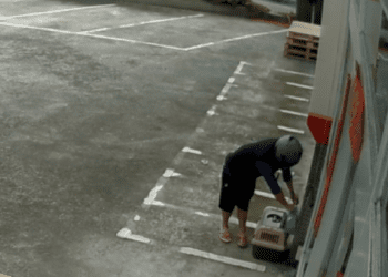 新北市動保處出手 棄養3隻小貓 飼主重罰9萬元