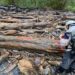 凱米強風豪雨帶出漂流木擱置溪床或海灘 林業保育署呼籲暫勿撿拾漂流木以免觸法