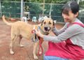 外型神似史酷比與小逗　板橋動物之家成犬路克等待溫暖家庭認養
