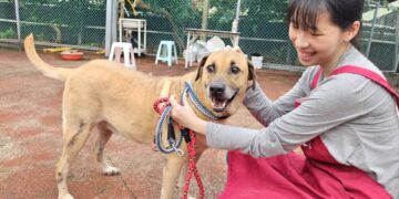 外型神似史酷比與小逗　板橋動物之家成犬路克等待溫暖家庭認養