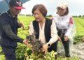影音/豪雨重創彰化花生產區 王惠美籲中央及早核定災害補助
