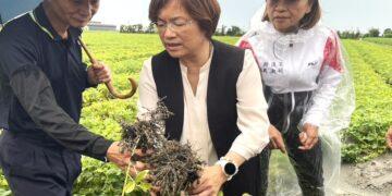 影音/豪雨重創彰化花生產區 王惠美籲中央及早核定災害補助