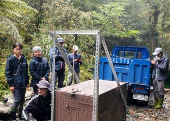 卓溪鄉母女熊同日重返山林　締造臺灣黑熊野放首例