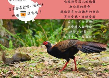 2023觀鳥馬拉松趣味生態教育　鳥仔唸歌送咖啡好康最後三天