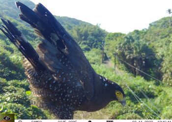 兼顧工程與生態需求 林保署設猛禽棲架結合防落石柵