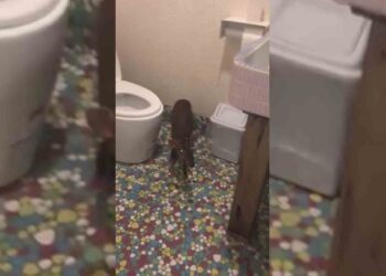 影音/宜蘭蘇澳街上有山羌欸 山羌衝進咖啡廳嚇壞老闆娘