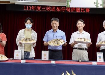 新北綠竹筍第一品牌　三峽「梨仔筍」甜脆上市