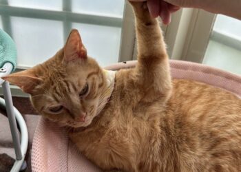 寵物溝通揭「男友被討厭秘密」神解惑疑問：原來有這招