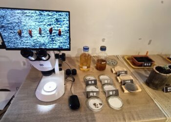 影音/臺灣原生杜鵑復育大突破 臺灣原生杜鵑「綻」風城