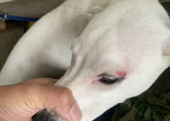 通報狗被攻擊扯出案外案　連同飼主共4人遭重罰