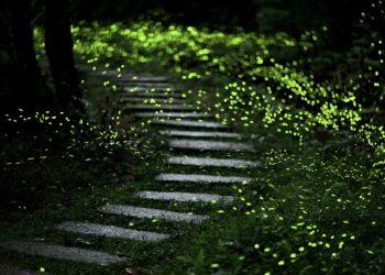 尋寶集章兼賞螢！新北「微笑山線」登山步道大公開 與春季精靈來場浪漫邂逅