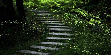 尋寶集章兼賞螢！新北「微笑山線」登山步道大公開 與春季精靈來場浪漫邂逅