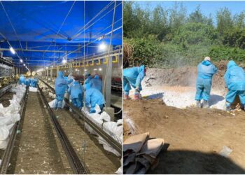 雲林連2周爆禽流感疫情！　斗六撲殺2萬隻種雞、銷毀近5萬粒雞蛋