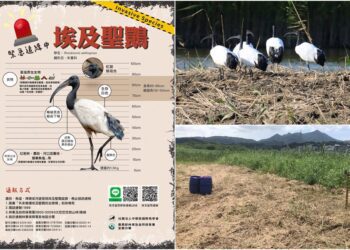 守護本土生態環境　強化清查力拼埃及聖䴉清零最後一哩路
