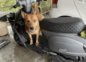 新北動保處訓練流浪毛寶貝搭機車 防護措施切勿忽略