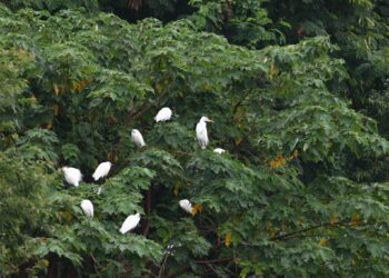 時序入冬 關山人工濕地北方候鳥現蹤