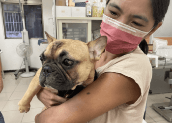 動物之家再創生命奇蹟 罕見角膜疾病法鬥「麵麵」手術後喜獲新家