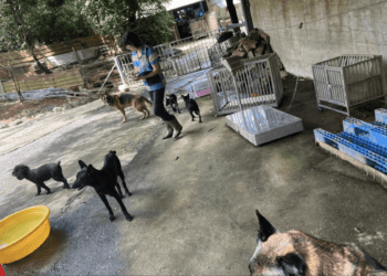 動物福利大進步 新北動保處推全新稽查制度提升收容品質