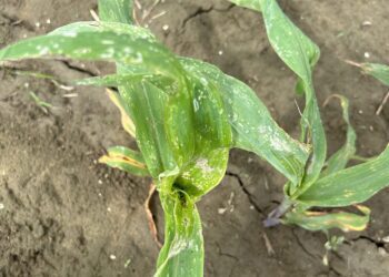 秋行軍蟲密度快速攀升　農業處提醒農民警戒