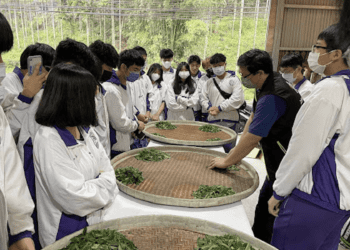 新北市三峽茶鄉推出食農教育課程 實地體驗茶文化認識在地茶產業