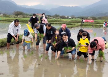 推動友善耕作 300人參與金山彩田春季插秧