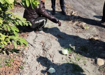 影音/社頭芭樂大盜栽了　正沉浸於「豐收」喜悅時 員警火速到場人贓俱獲