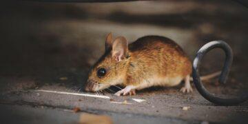 國內爆今年首例漢他病毒！ 北部7旬翁「家有老鼠蹤跡」染疫病逝