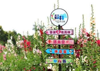 影音／「2024員林花田囍事 童遊蜀葵花」　揭開為期一個月的花季盛典