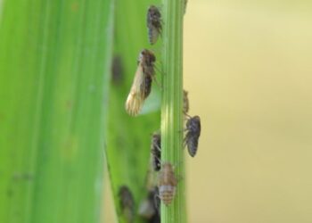 中區水稻飛蝨類及瘤野螟發生警報　農改場籲農民加強飛蝨類及瘤野螟的防治