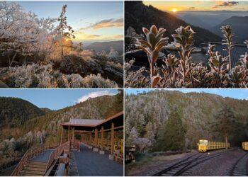 影音/太平山清晨寒冷 再現霧淞結霜美景