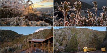 影音/太平山清晨寒冷 再現霧淞結霜美景