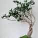 台灣皮革植物雕塑首登巴黎　Sishicraft Studio以創意工藝驚艷國際