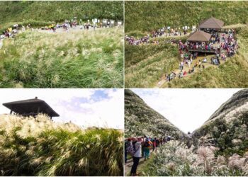 2023草嶺古道芒花季11/4-26登場　邀您共賞銀白勝景