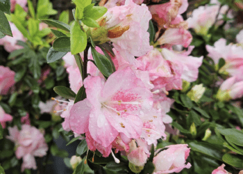 宜蘭綠色博覽會30日開幕 新北萬金杜鵑館精彩亮相