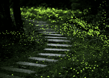 新北賞螢最佳時機到 環保出行體驗生態之美